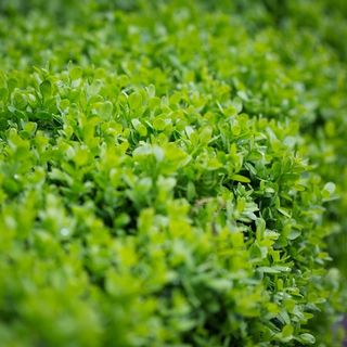 Buxus