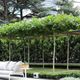 Living Pergola