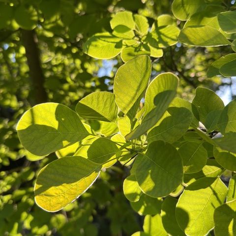 Cotinus coggygria 'Golden Spirit'