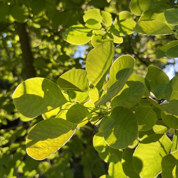 Cotinus coggygria 'Golden Spirit'