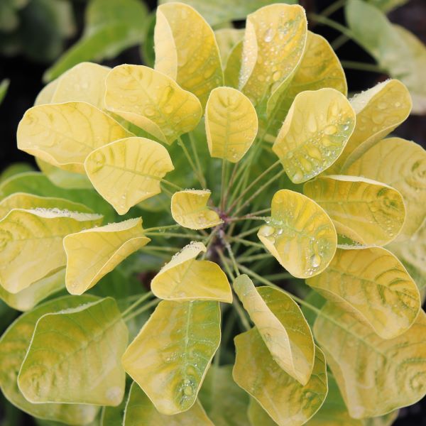 Cotinus coggygria 'Golden Spirit'