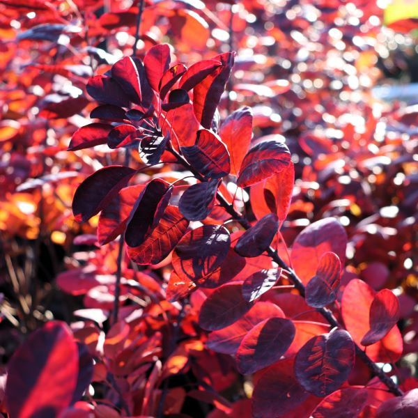 Cotinus coggygria 'Royal Purple'