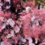 Cotinus coggygria 'Royal Purple'