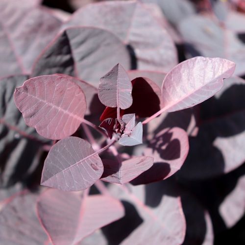 Cotinus coggygria 'Royal Purple'