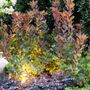 Cotinus x 'Grace'