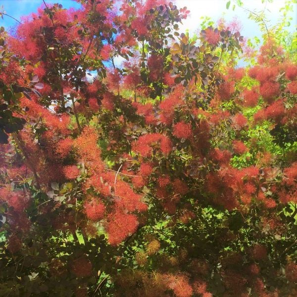 Cotinus x 'Grace'