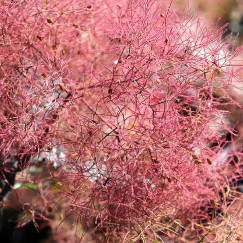 Cotinus x 'Grace'