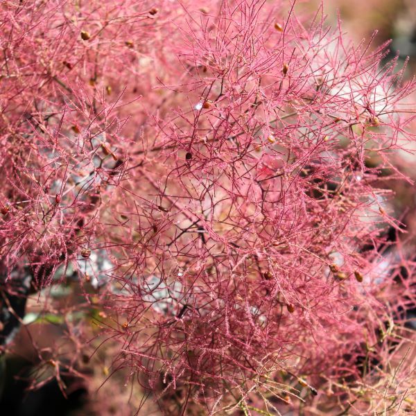 Cotinus x 'Grace'