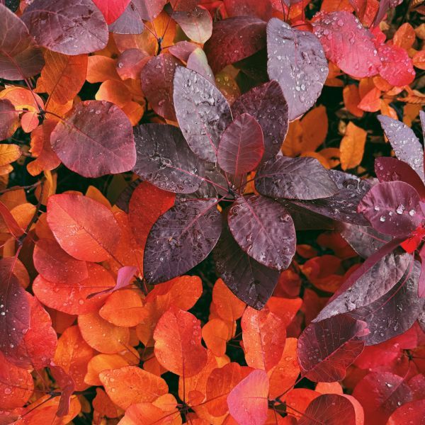 Cotinus x 'Grace'