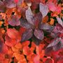 Cotinus x 'Grace'