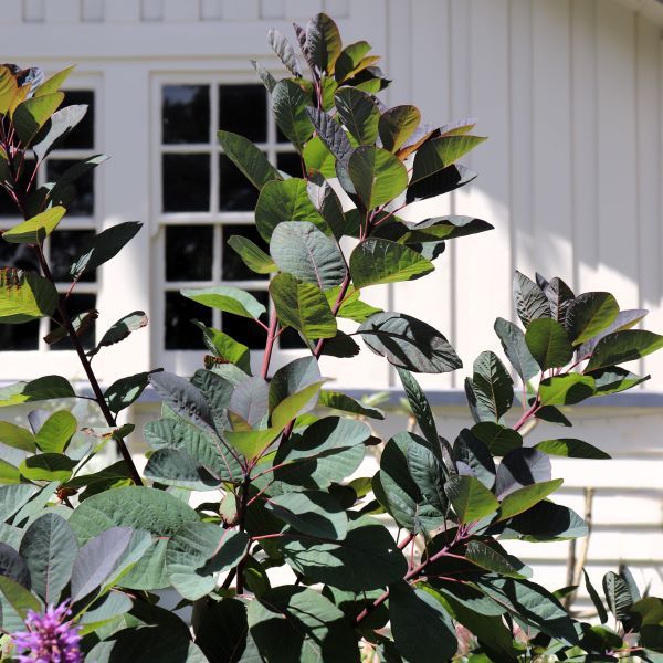 Cotinus x 'Grace'