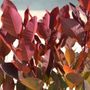 Cotinus x 'Grace'