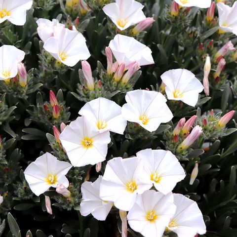 Convolvulus cneorum