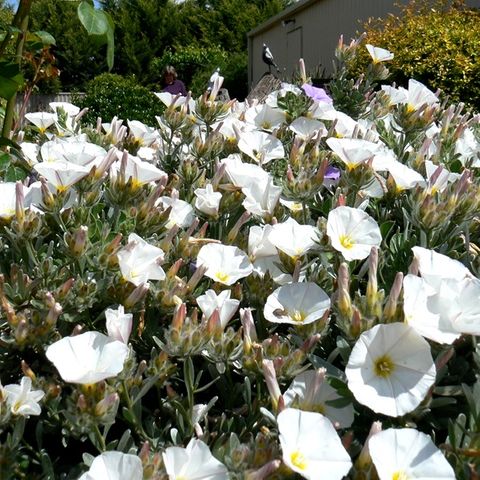 Convolvulus cneorum