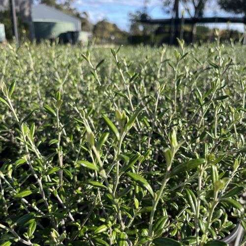 Corokia 'Clover'