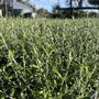 Corokia 'Clover'