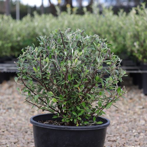 Corokia 'Clover'