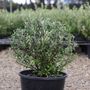 Corokia 'Clover'