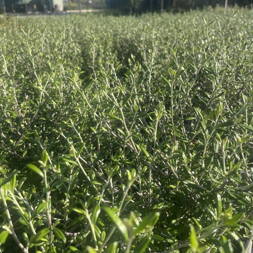 Corokia 'Clover'