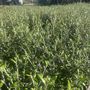Corokia 'Clover'