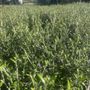 Corokia 'Clover'