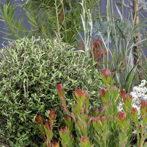 Corokia 'Clover' Ball