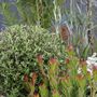 Corokia 'Clover' Ball