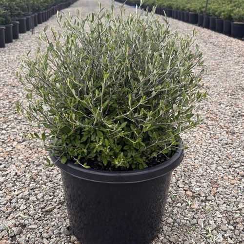 Corokia 'Clover' Ball