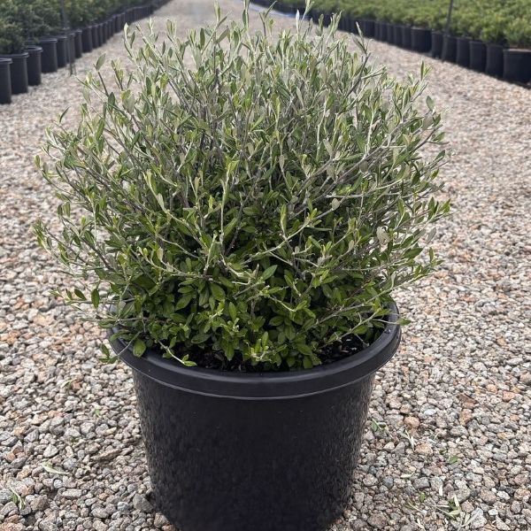 Corokia 'Clover' Ball