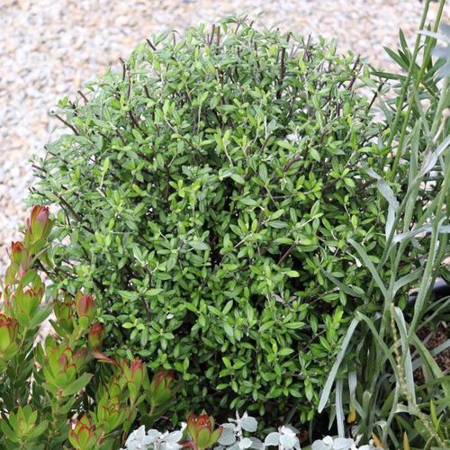 Corokia 'Clover' Ball