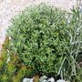 Corokia 'Clover' Ball