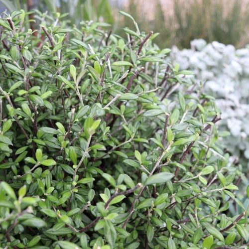 Corokia 'Clover' Ball