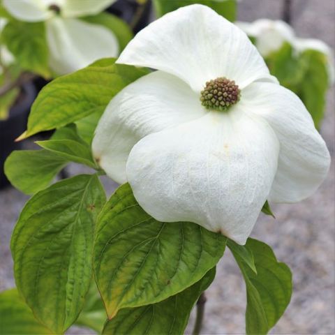 Cornus nuttallii x florida 'Eddies White Wonder'