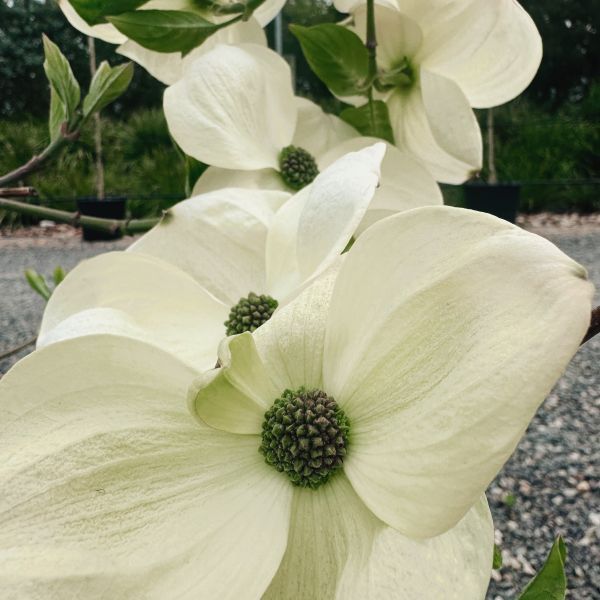 Cornus nuttallii x florida 'Eddies White Wonder'