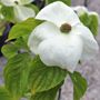 Cornus nuttallii x florida 'Eddies White Wonder'