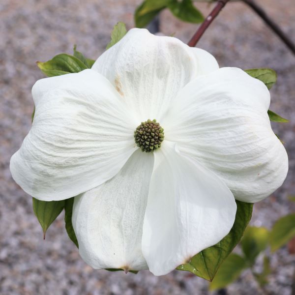 Cornus nuttallii x florida 'Eddies White Wonder'
