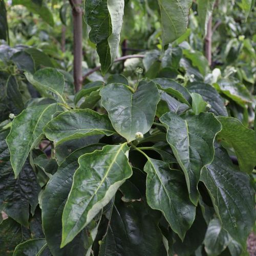 Cornus nuttallii x florida 'Eddies White Wonder'