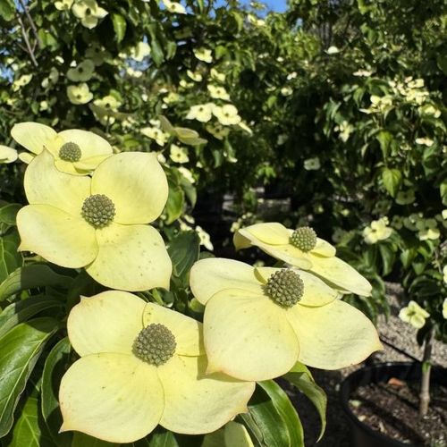 Cornus x 'Eric Gennet'