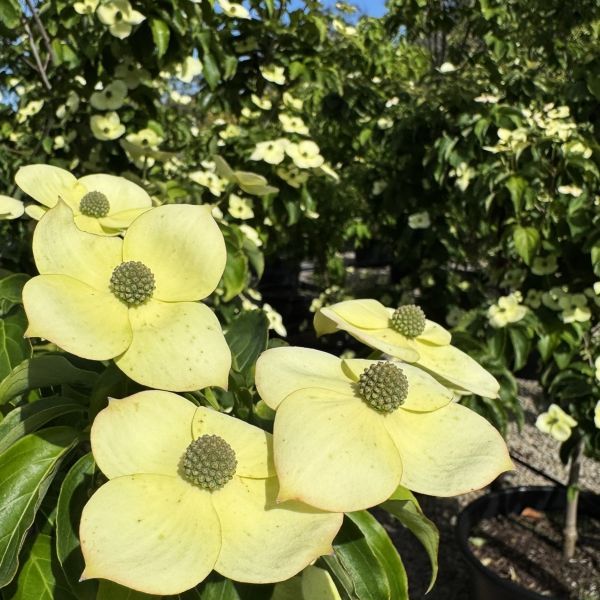 Cornus x 'Eric Gennet'