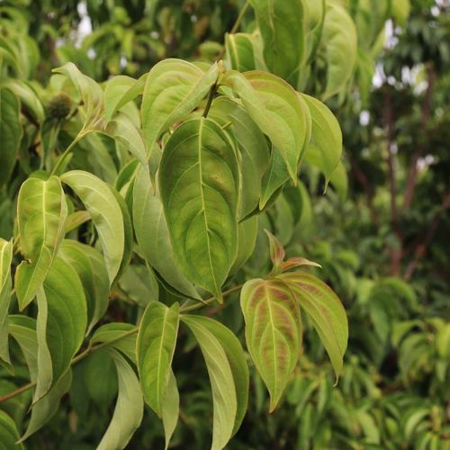 Cornus x 'Eric Gennet'