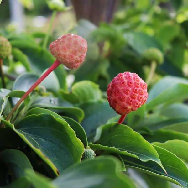 Cornus x 'Eric Gennet'