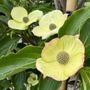 Cornus x 'Eric Gennet'
