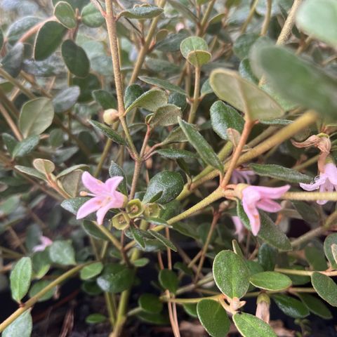 Correa alba 'Coastal Pink' pbr