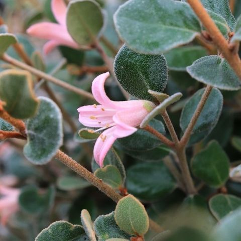 Correa alba 'Coastal Pink' pbr