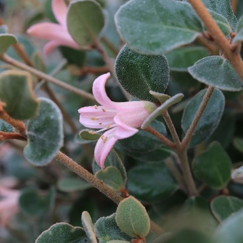Correa alba 'Coastal Pink' pbr