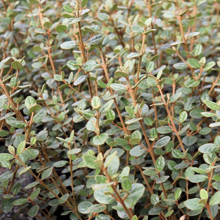 Correa alba 'Coastal Pink' pbr