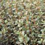 Correa alba 'Coastal Pink' pbr
