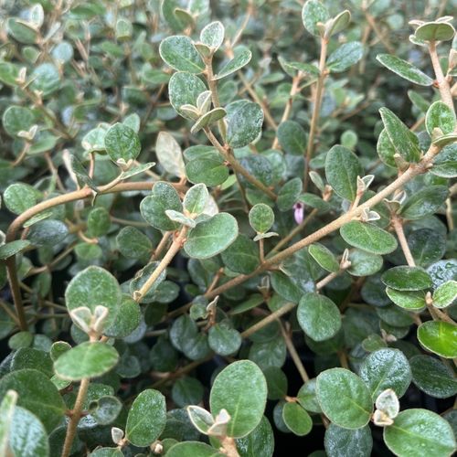 Correa alba 'Coastal Pink' pbr