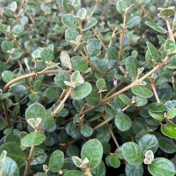Correa alba 'Coastal Pink' pbr
