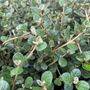 Correa alba 'Coastal Pink' pbr